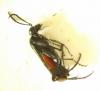 Macrophya annulata